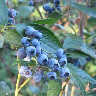 Earliblue Blueberry Plant Garden Plant
