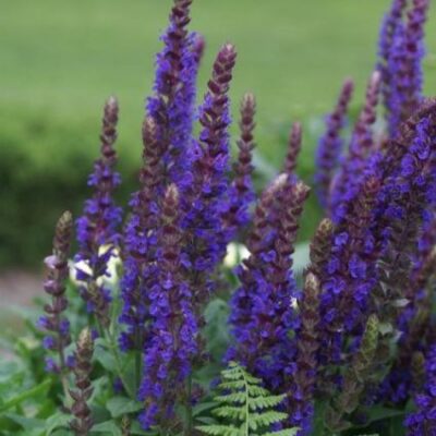East Friesland Salvia Garden Plant
