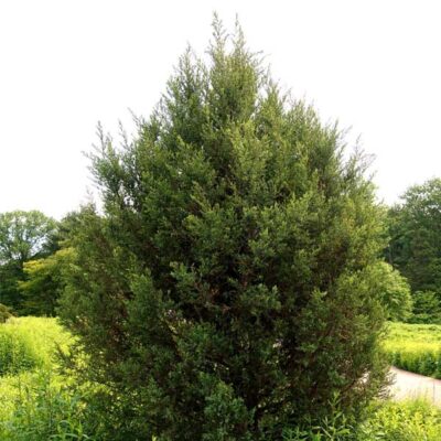 Eastern Red Cedar Tree Garden Plant