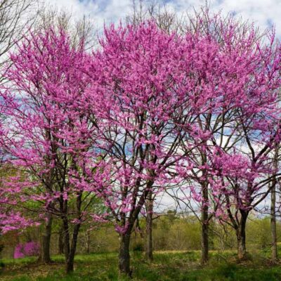 Eastern Redbud Garden Plant