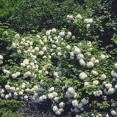 Eastern Snowball Viburnum Garden Plant