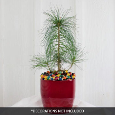 Eastern White Pine Tabletop Christmas Tree Garden Plant