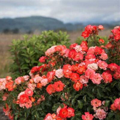 Easy Elegance Coral Cove Rose Garden Plant
