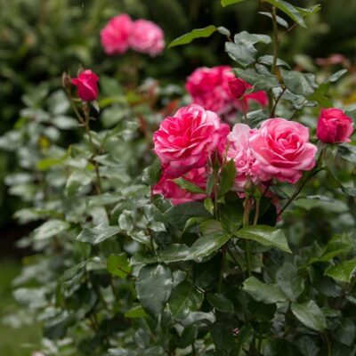 Easy Elegance Grandma's Blessing Rose Garden Plant