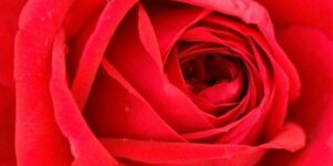 Easy Elegance Kashmir Rose Garden Plant