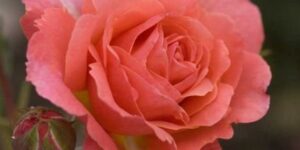 Easy Elegance Kiss Me Rose Garden Plant