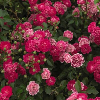 Easy Elegance Little Mischief Rose Garden Plant