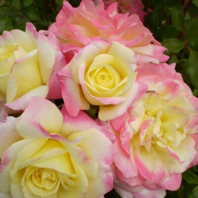 Easy Elegance Music Box Rose Garden Plant
