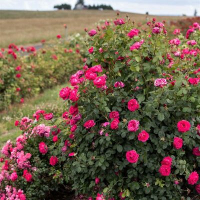 Easy Elegance My Girl Rose Garden Plant