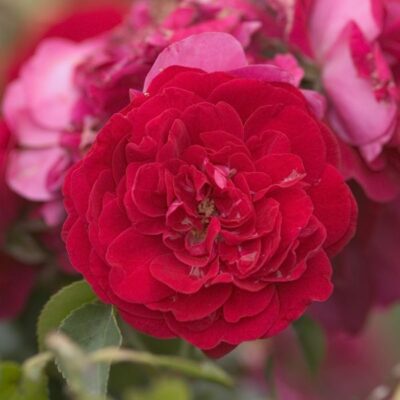 Easy Elegance Paint the Town Rose Garden Plant