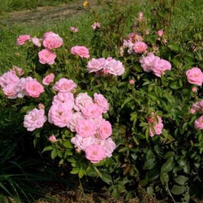 Easy Elegance Pinktopia Rose Garden Plant