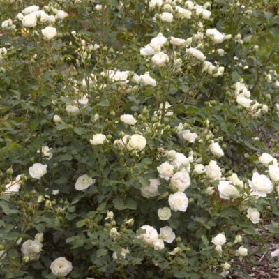 Easy Elegance Snowdrift Rose Garden Plant