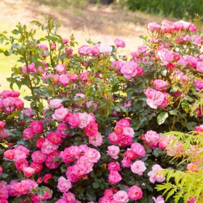 Easy Elegance Sunrise Sunset Rose Garden Plant
