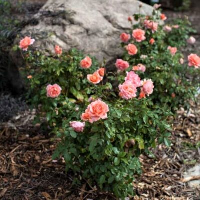 Easy Elegance Sweet Fragrance Rose Garden Plant
