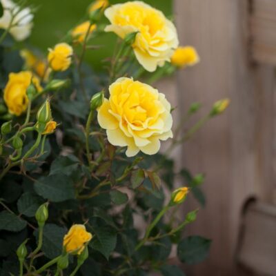 Easy Elegance Yellow Submarine Rose Garden Plant