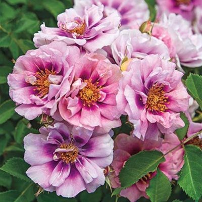 Easy on the Eyes Rose Garden Plant
