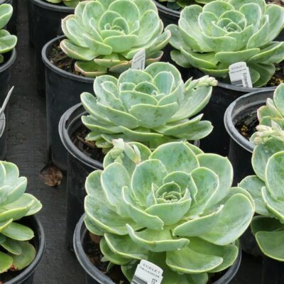 Echeveria Elegans Garden Plant