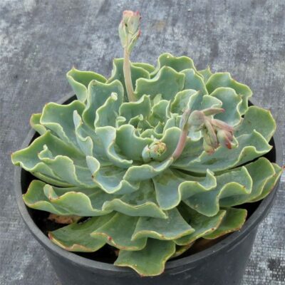 Echeveria Truffles Garden Plant