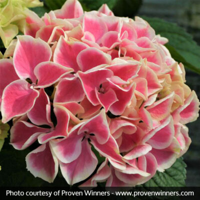 Edgy Hearts Hydrangea Garden Plant