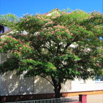 EH Wilson Mimosa Tree Garden Plant