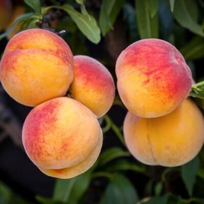 Elberta Peach Tree Garden Plant