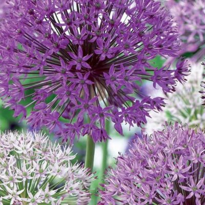 Elegant Allium Blend Garden Plant