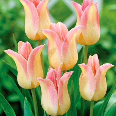 Elegant Lady Tulip Garden Plant