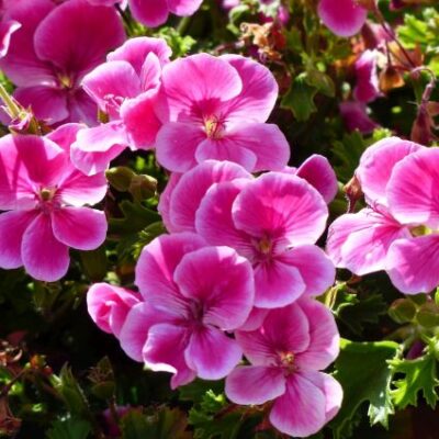 Elke Geranium Garden Plant