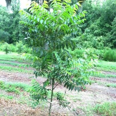 Elliot Pecan Tree Garden Plant