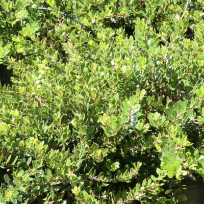 Emerald Carpet Manzanita Garden Plant