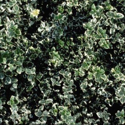 Emerald Gaiety Euonymus Garden Plant