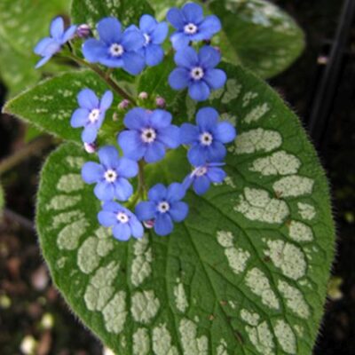 Emerald Mist Brunnera Garden Plant