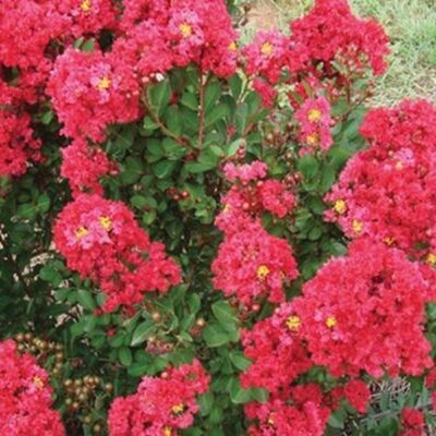 Enduring Summer Red Crape myrtle Garden Plant