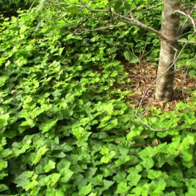 English Ivy Garden Plant