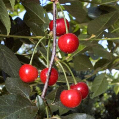 English Morello Cherry Tree Garden Plant