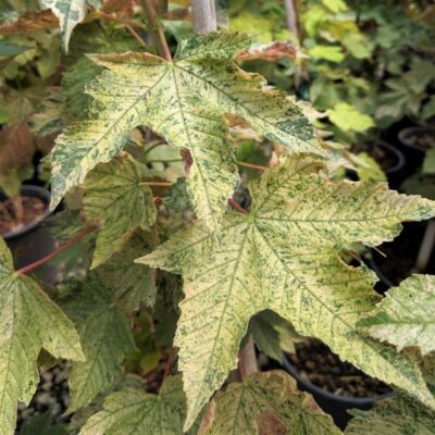 Eskimo Sunset Sycamore Maple Garden Plant