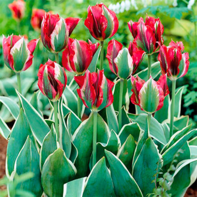 Esperanto Tulip Garden Plant