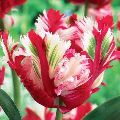 Estella Rijnveld Parrot Tulip Garden Plant