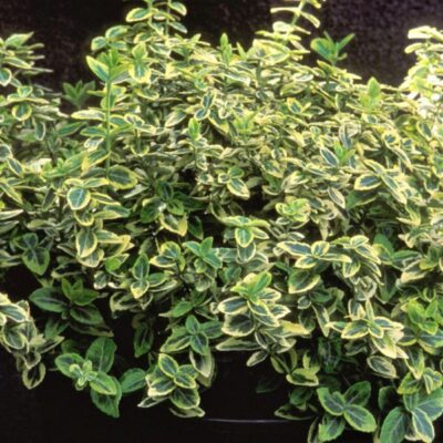 Euonymus Emerald n Gold Garden Plant