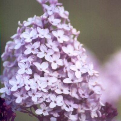 Evangeline Lilac Garden Plant