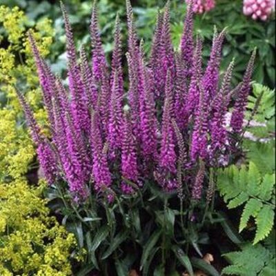 Eveline Veronica Garden Plant