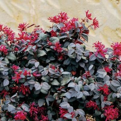 Ever Red Loropetalum Garden Plant