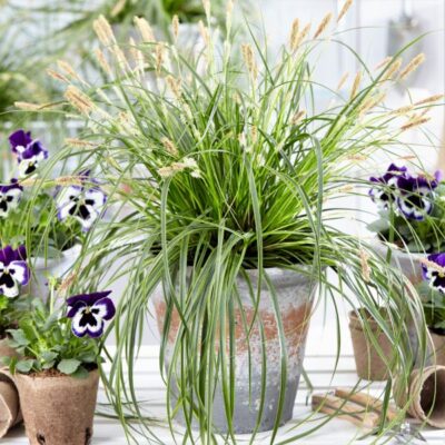 EverColor Everlime Variegated Sedge Grass Garden Plant