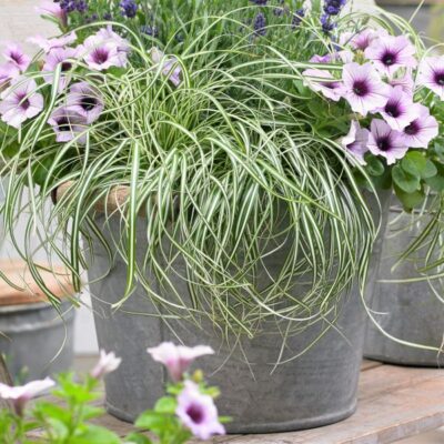 EverColor Everlite Variegated Sedge Grass Garden Plant