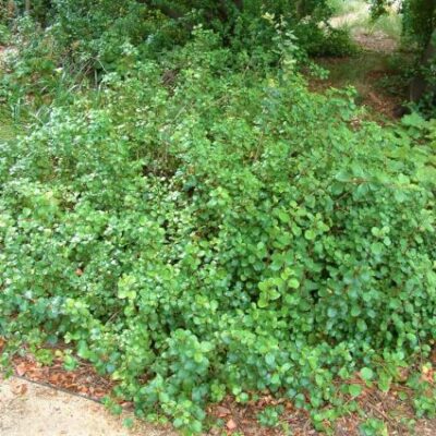 Evergreen Currant Garden Plant