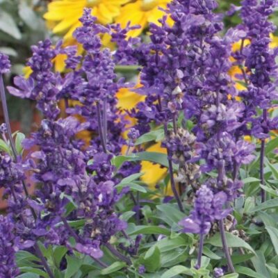 Evolution Salvia Garden Plant