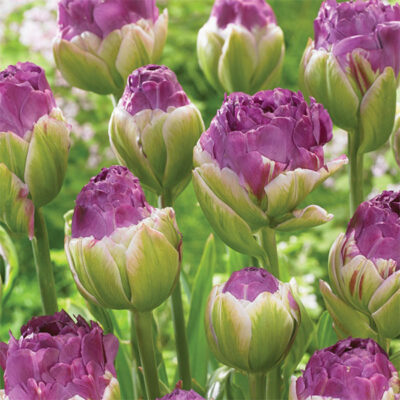 Exquisit Tulip Garden Plant