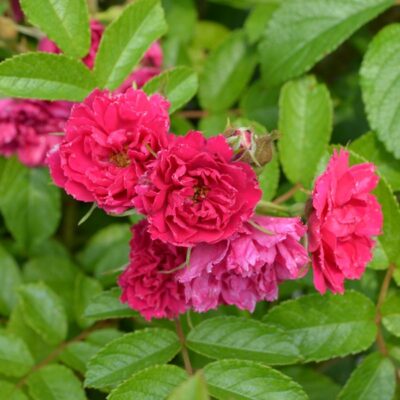 F J Grootendorst Hybrid Rugosa Rose Garden Plant