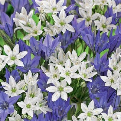 Fairy Tail Fantasy Triteleia Mix Garden Plant