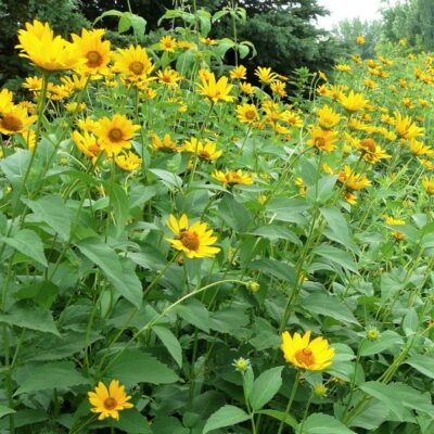 False Sunflower Garden Plant